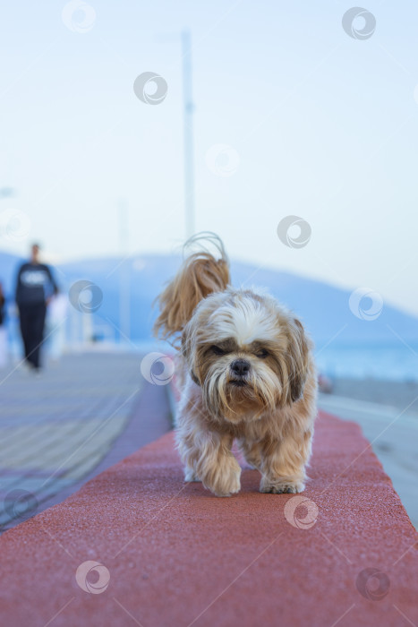Скачать собака ши тцу на побережье фотосток Ozero
