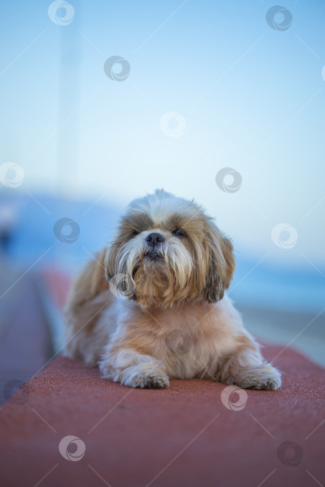 Скачать собака ши тцу гуляет фотосток Ozero