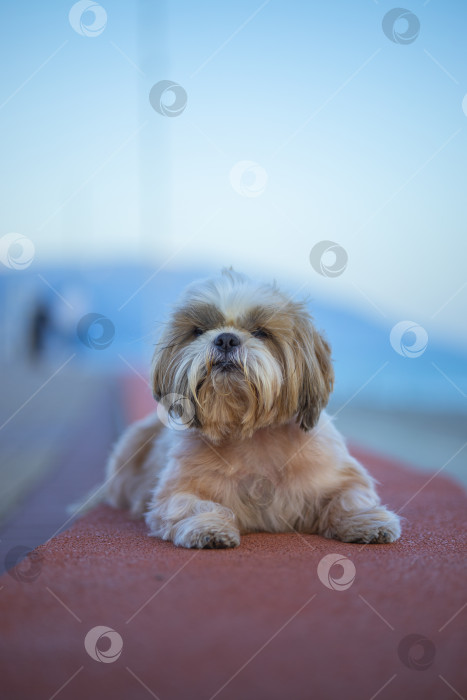 Скачать собака ши тцу гуляет фотосток Ozero