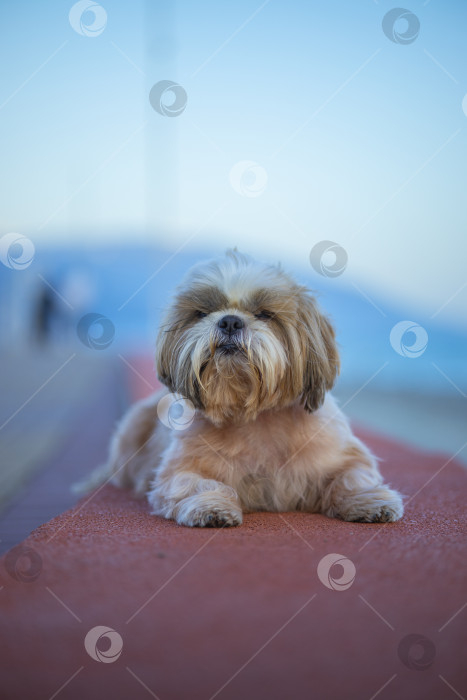 Скачать собака ши тцу на побережье фотосток Ozero