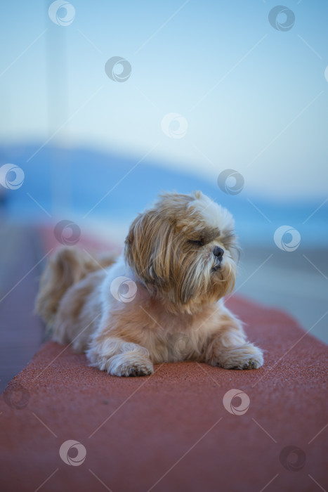 Скачать собака ши тцу гуляет фотосток Ozero