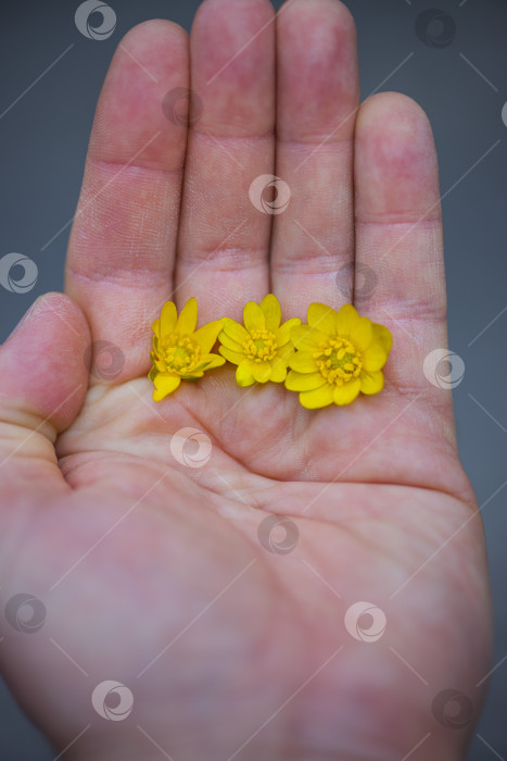 Скачать три желтых цветка фотосток Ozero