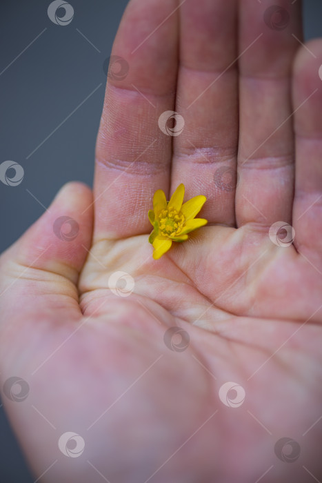 Скачать на ладони фотосток Ozero