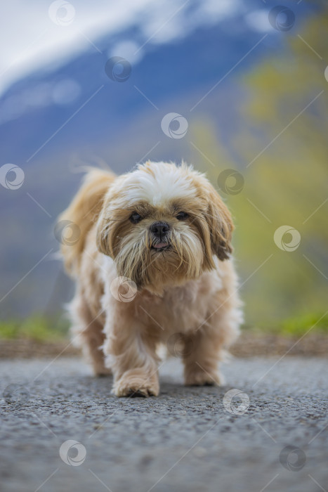 Скачать собака ши тцу гуляет фотосток Ozero