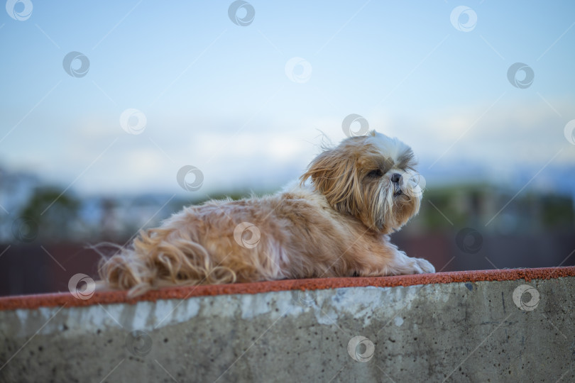 Скачать прогулки с собакой ши-тцу фотосток Ozero