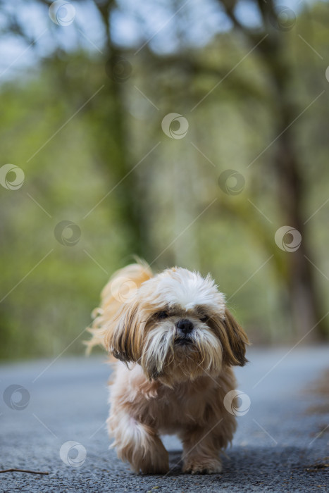 Скачать собака ши тцу гуляет фотосток Ozero