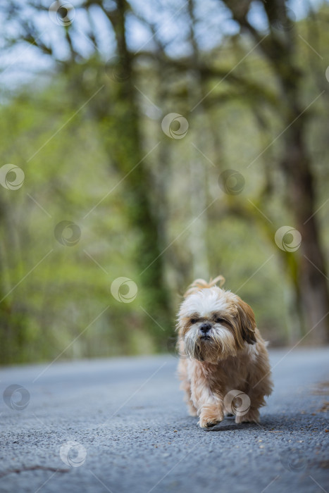 Скачать собака ши тцу гуляет фотосток Ozero