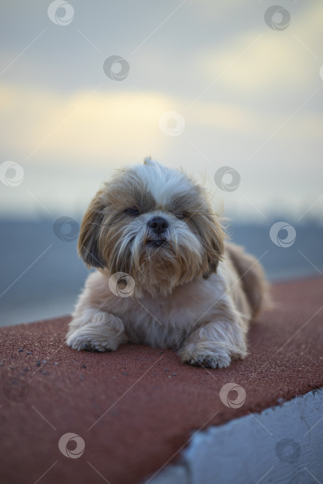 Скачать прогулки с собакой ши-тцу фотосток Ozero