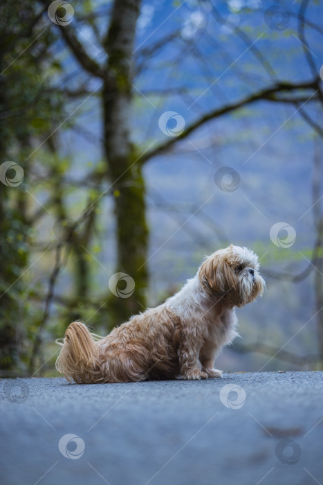 Скачать собака ши тцу в горах фотосток Ozero