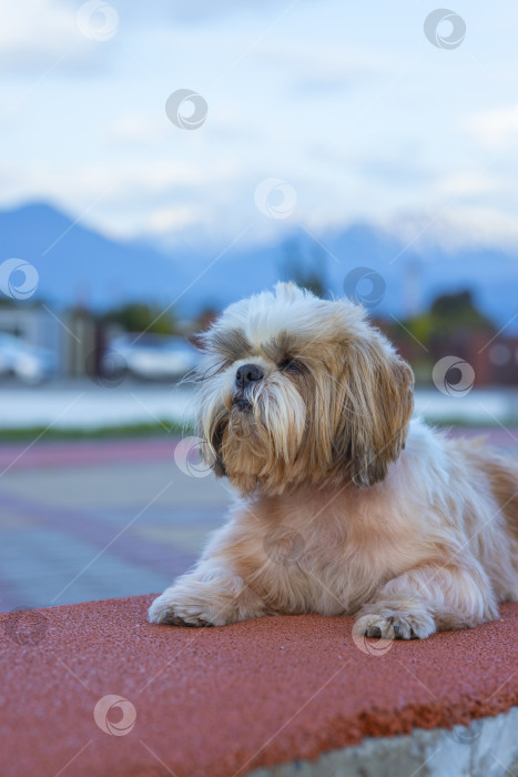 Скачать собака ши тцу гуляет фотосток Ozero