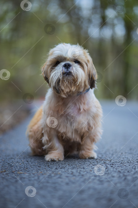 Скачать прогулки с собакой ши-тцу фотосток Ozero