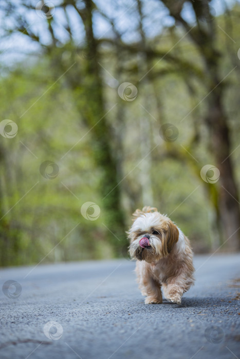 Скачать собака ши тцу гуляет фотосток Ozero