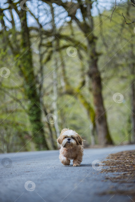 Скачать прогулки с собакой ши-тцу фотосток Ozero