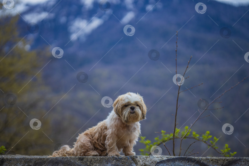 Скачать собака ши тцу в горах фотосток Ozero