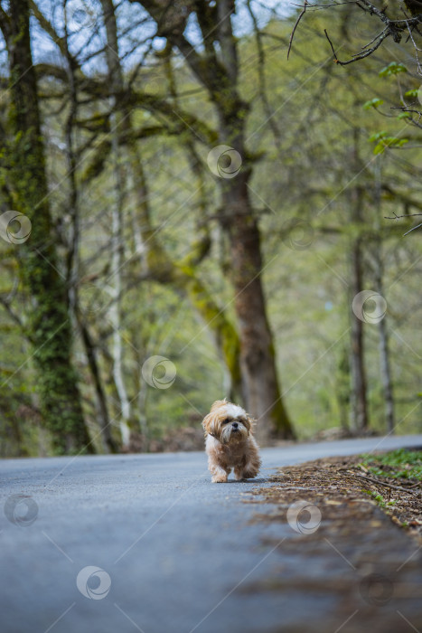 Скачать собака ши тцу гуляет фотосток Ozero