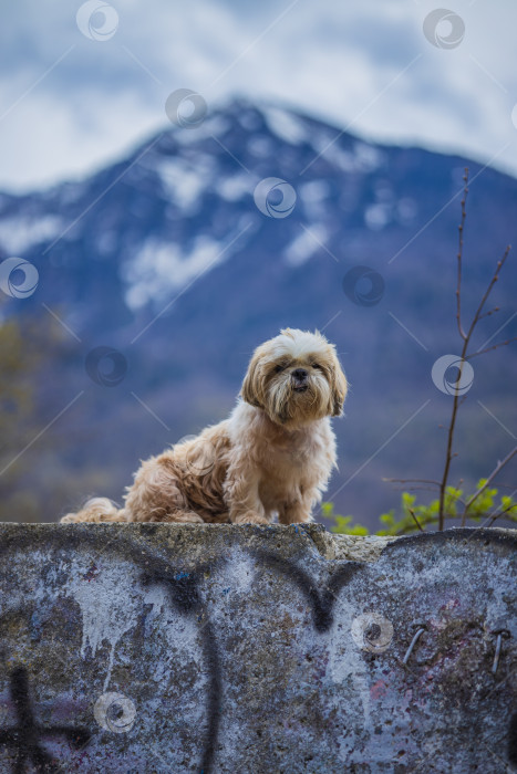 Скачать собака ши тцу гуляет фотосток Ozero
