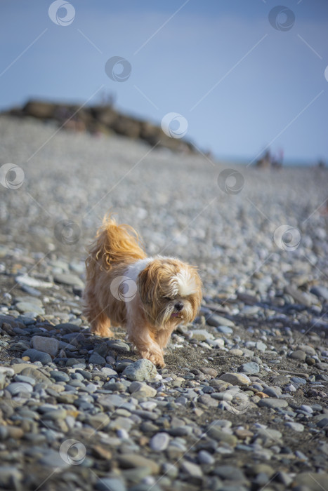 Скачать собака ши тцу отдыхает на пляже фотосток Ozero