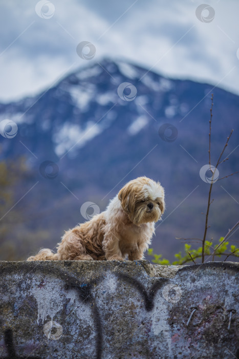 Скачать собака ши тцу гуляет фотосток Ozero