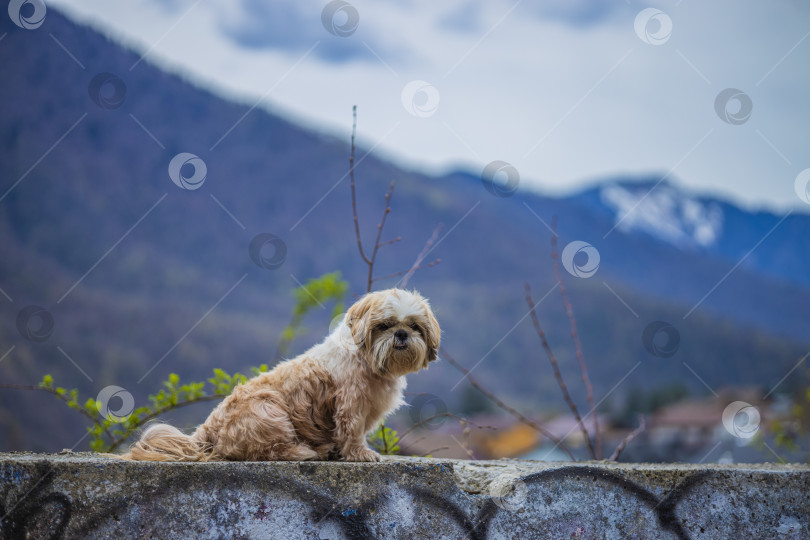 Скачать собака ши тцу в горах фотосток Ozero