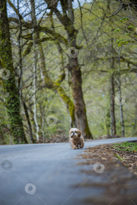 Скачать собака ши тцу гуляет фотосток Ozero