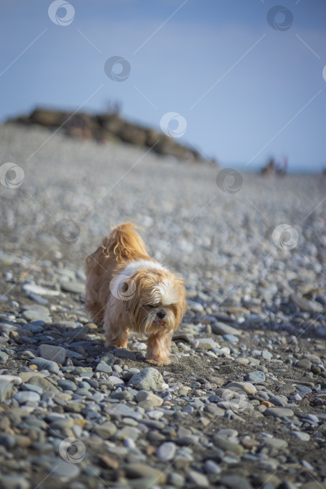 Скачать собака ши-тцу отдыхает на пляже фотосток Ozero