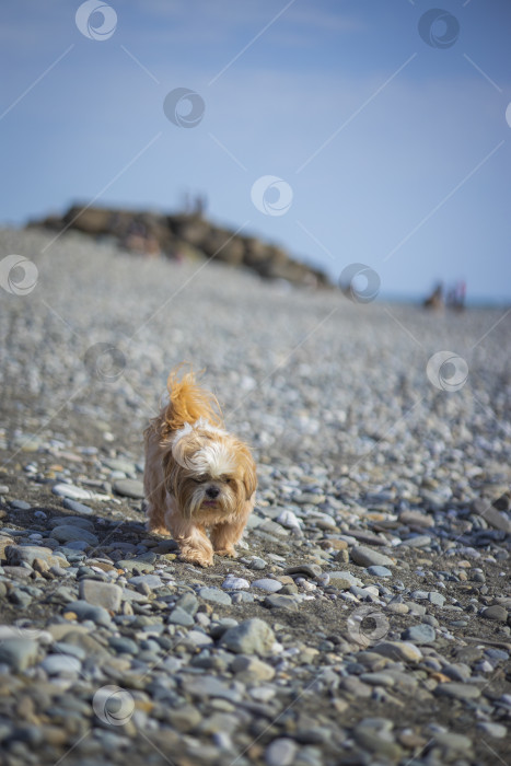Скачать собака ши тцу отдыхает фотосток Ozero