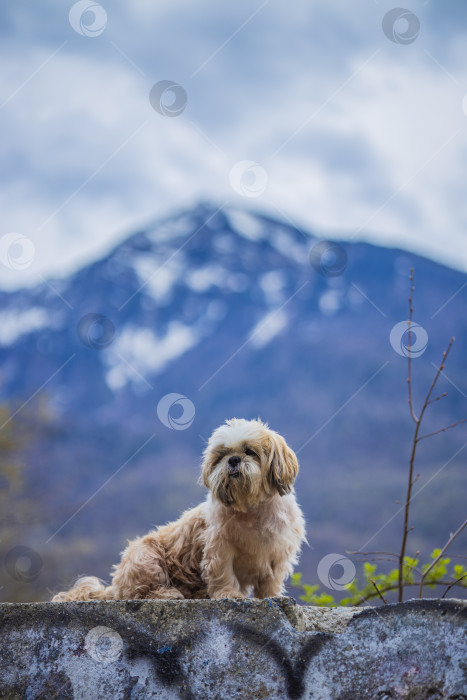 Скачать собака ши-тцу прогуливается по горе фотосток Ozero