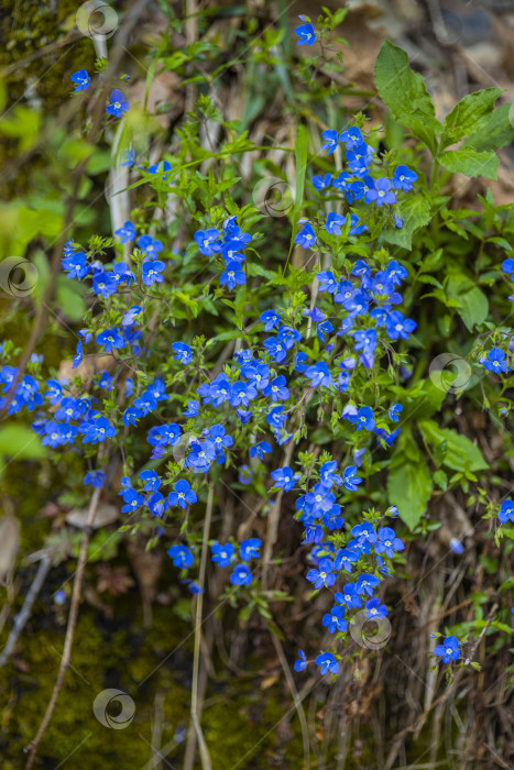 Скачать цветы растущие в горах фотосток Ozero