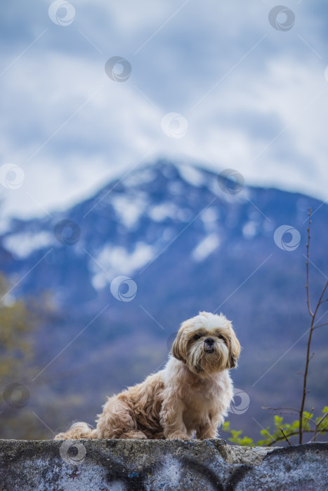 Скачать собака ши тцу в горах фотосток Ozero