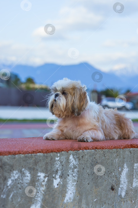 Скачать собака ши тцу гуляет на побережье фотосток Ozero