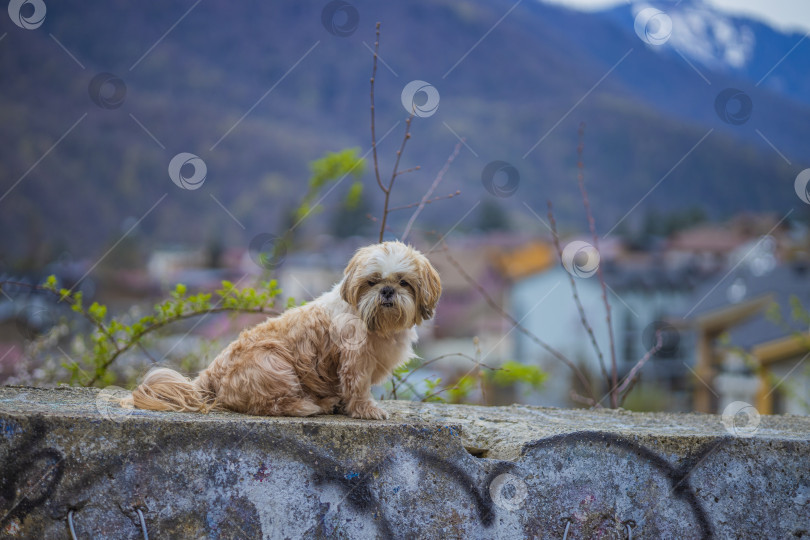 Скачать собака ши тцу в горах фотосток Ozero