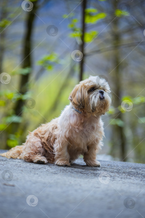Скачать собака ши тцу гуляет фотосток Ozero