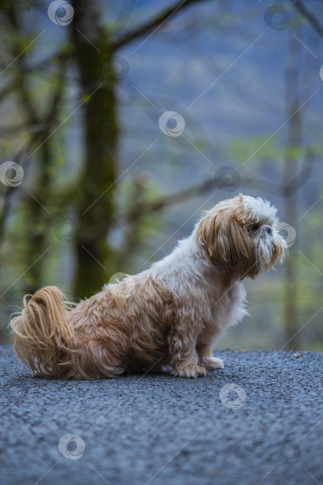 Скачать прогулки с собакой ши-тцу фотосток Ozero