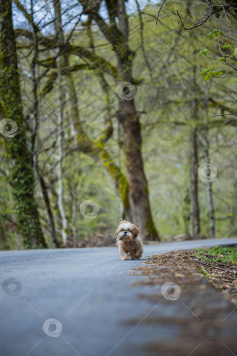 Скачать собака ши тцу гуляет фотосток Ozero