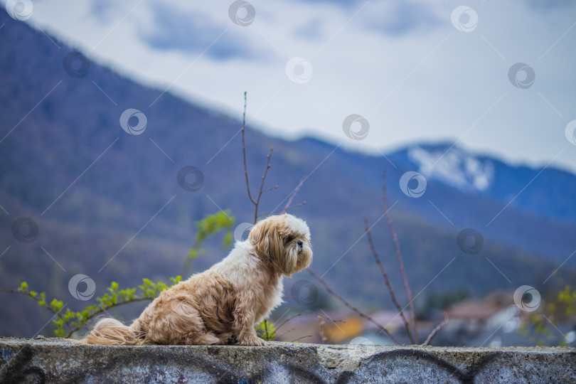 Скачать собака ши тцу в горах фотосток Ozero