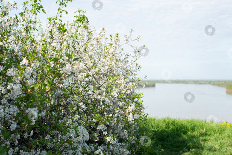 Скачать Цветущий вишневый куст, полный цветов, у реки. фотосток Ozero