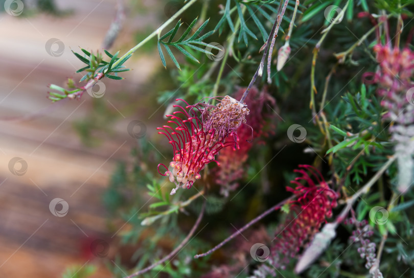Скачать Крупный план Grevillea thelemanniana с нежными красными цветами и изящной листвой, демонстрирующей свои яркие цвета и замысловатую текстуру при естественном освещении. фотосток Ozero