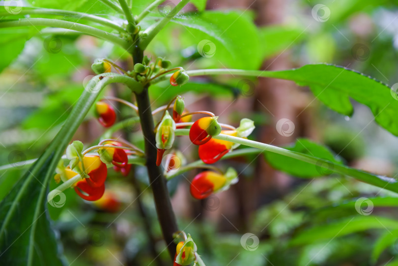 Скачать Крупный план красочных цветов Impatiens niamniamensis с красными и желтыми лепестками, окруженных пышными зелеными листьями, в тропическом саду Сингапура. фотосток Ozero