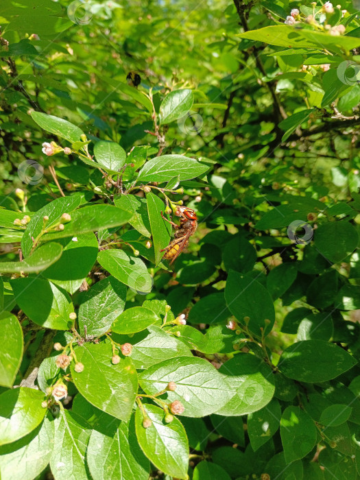 Скачать Оса-гигант.Херрен необычный, оса-гигневая.Vespa crabro фотосток Ozero