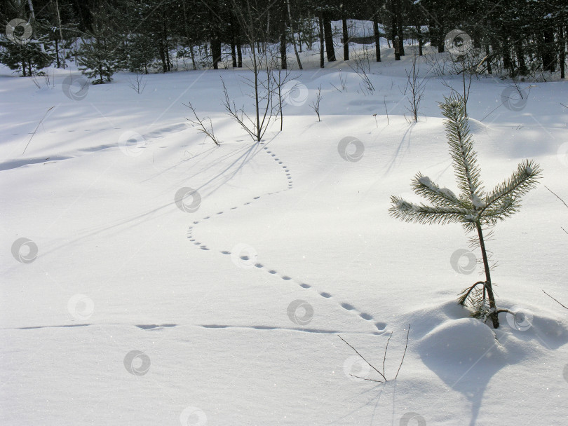 Скачать Мышиные следы на снегу. фотосток Ozero