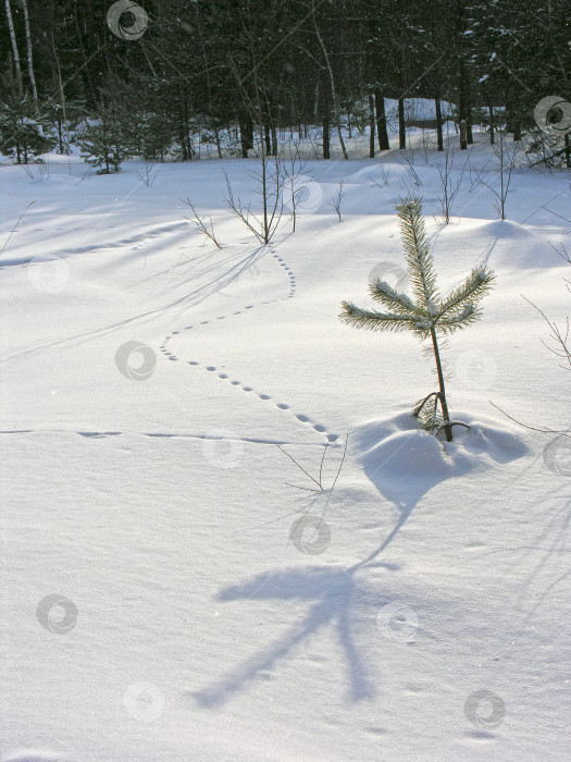 Скачать Мышиные следы на снегу. фотосток Ozero