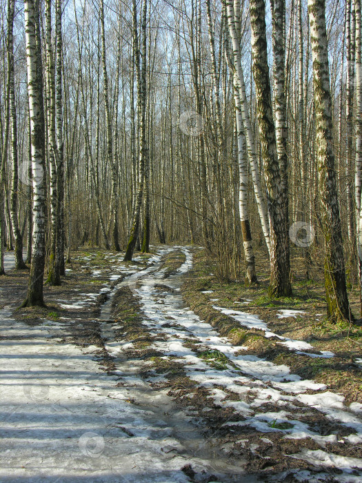 Скачать Грунтовая дорога в березовом лесу. фотосток Ozero