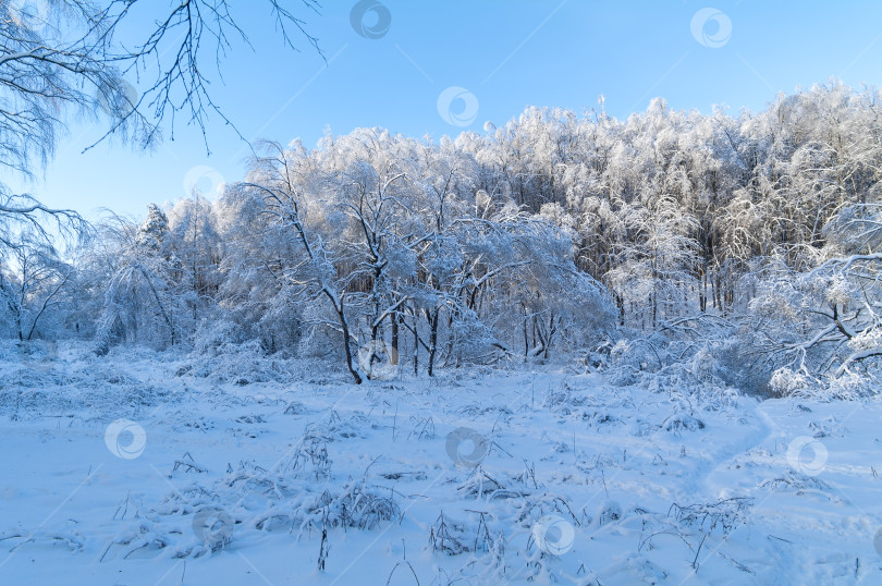 Скачать Заснеженные деревья на склоне оврага. фотосток Ozero
