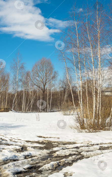 Скачать красивый зимний пейзаж со снегом и деревьями фотосток Ozero