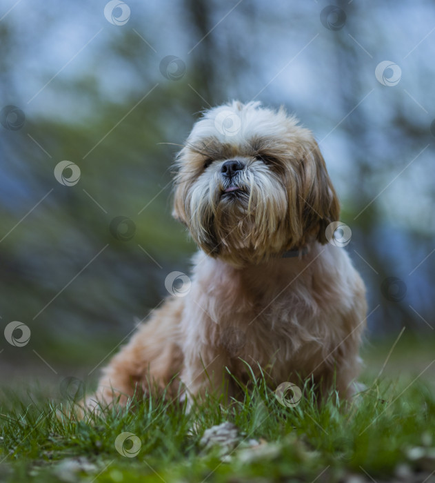 Скачать собака породы ши-тцу фотосток Ozero