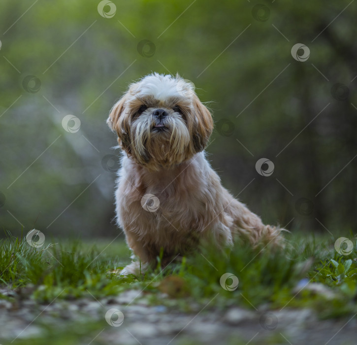 Скачать прогулки с собакой ши-тцу фотосток Ozero