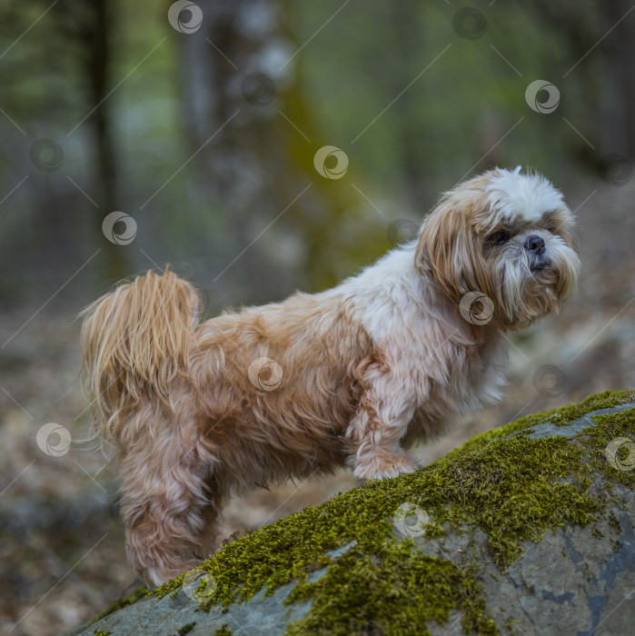 Скачать собака ши тцу на камне фотосток Ozero