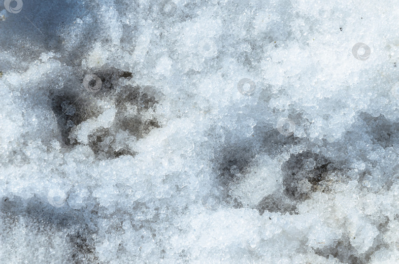 Скачать Четкие следы собаки зимой на снегу фотосток Ozero