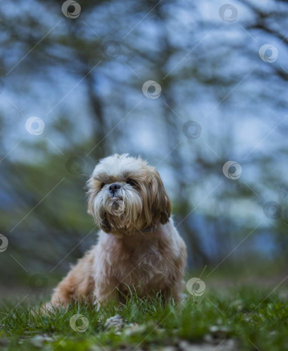 Скачать прогулки с собакой ши-тцу фотосток Ozero