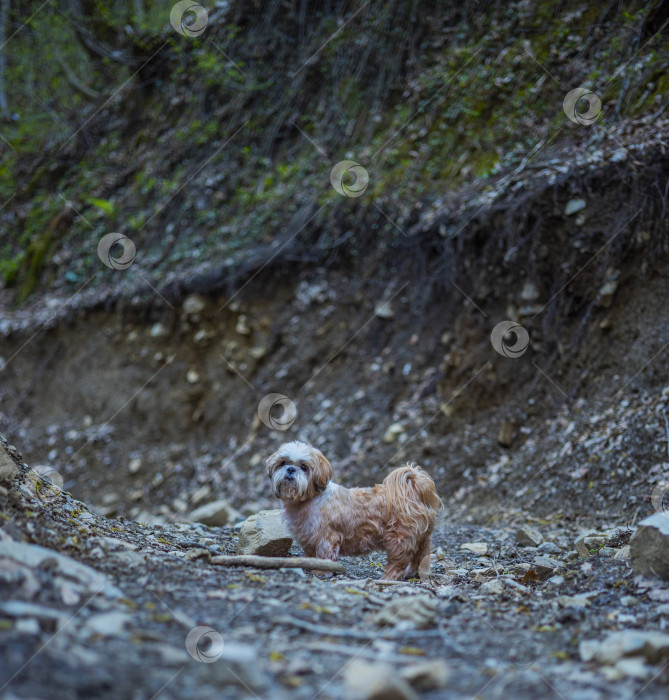 Скачать собака ши тцу гуляет по дороге фотосток Ozero